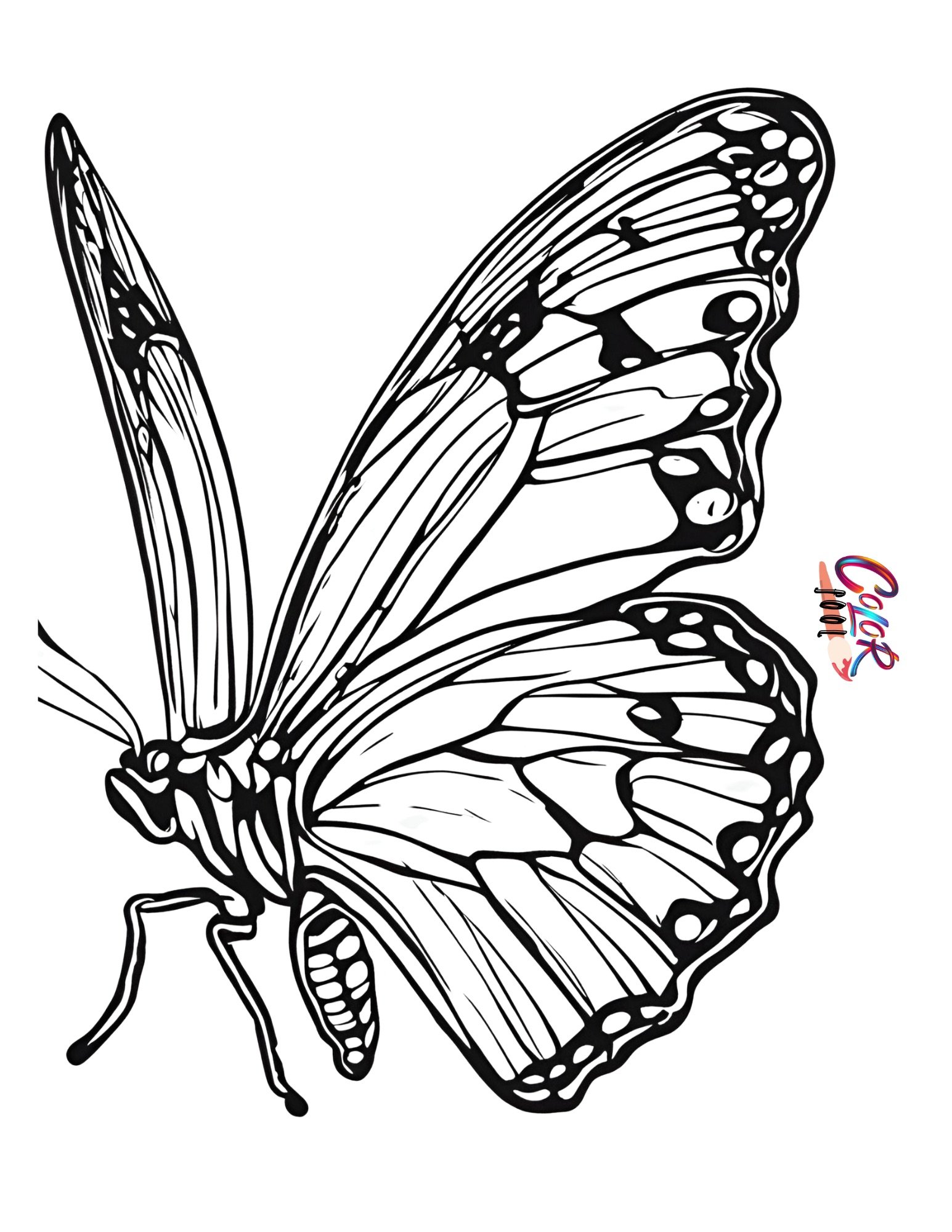 Butterflies coloring pictures